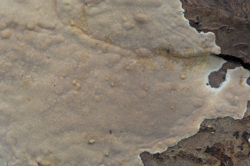 Scytinostroma portentosum